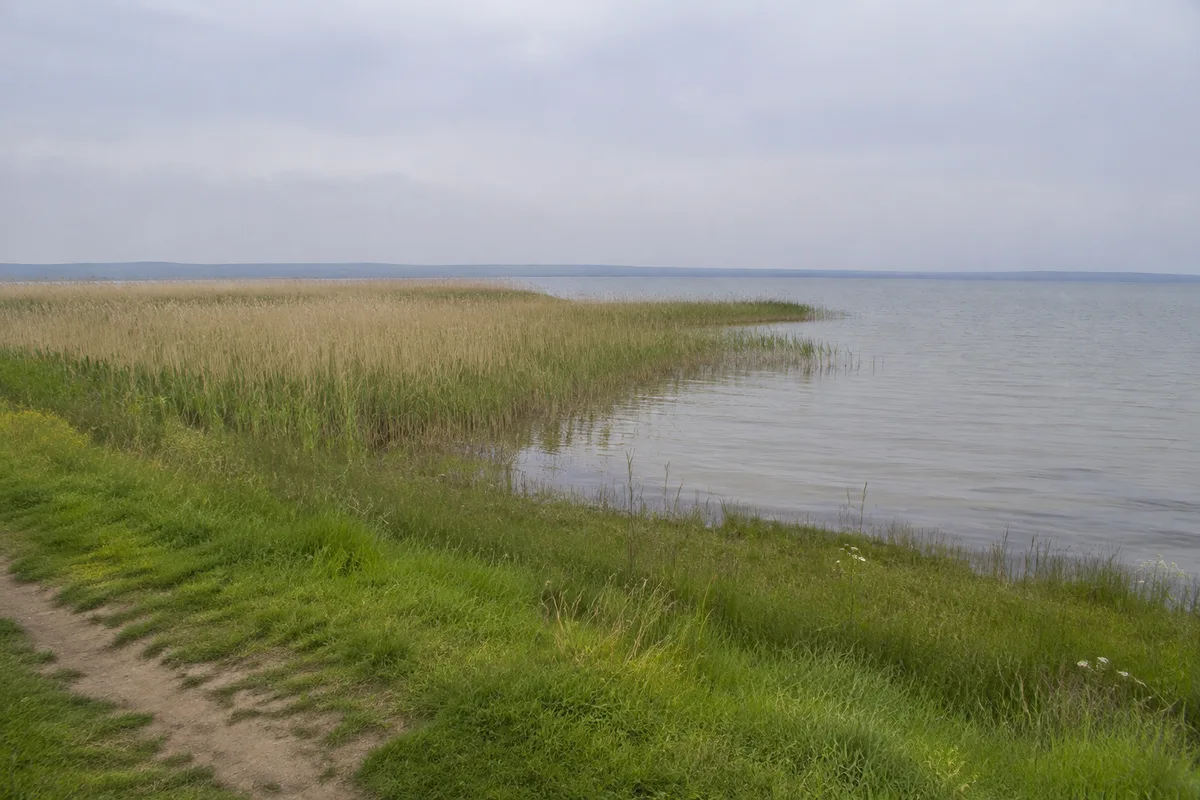 Achterwasser bei Ückeritz mit Schilf und ruhigem flachem Ufer
