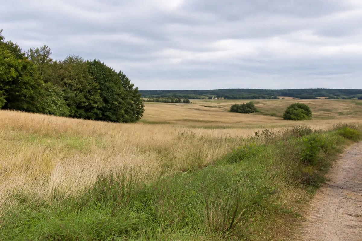 Sanft wellige Felder und Waldsäume bei Usedom Stadt