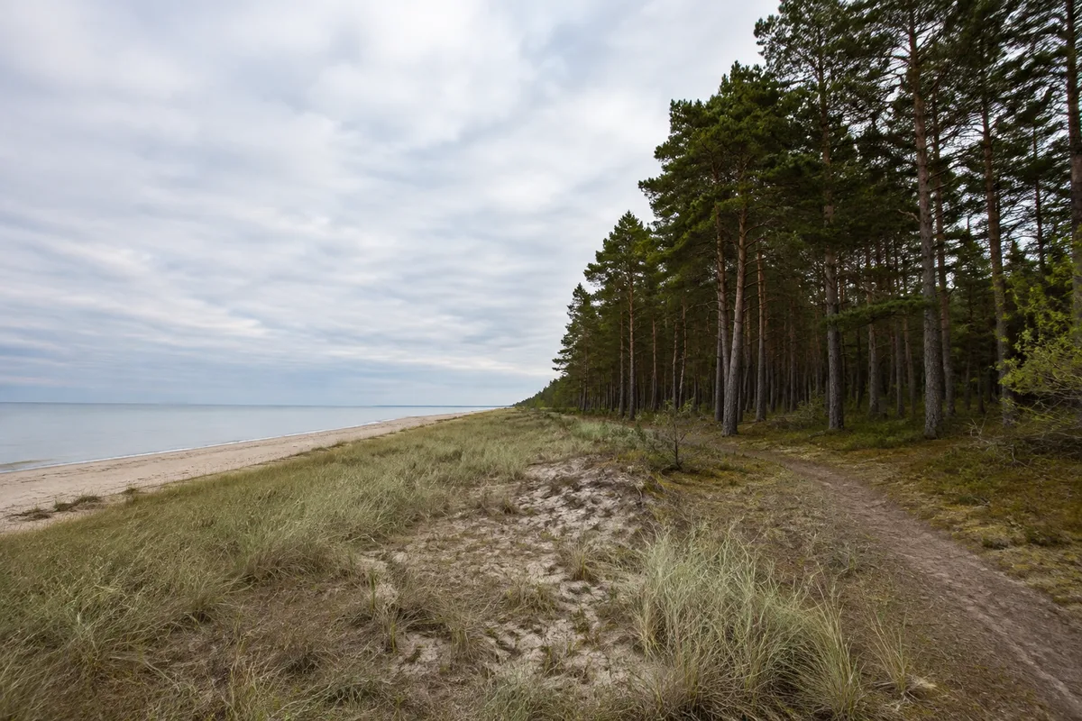 Usedom: Zinnowitz Bahnhof: Usedomer Ostseestrand mit niedrigen Dünen und Kiefernwald