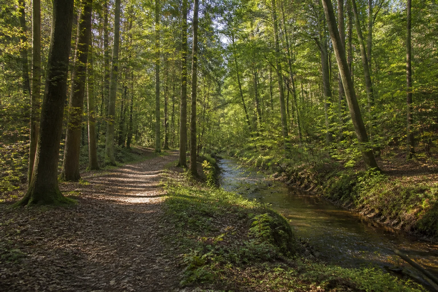 Welper Mischwald mit kleinem Bach und sanftem Waldboden ohne Gutshaus