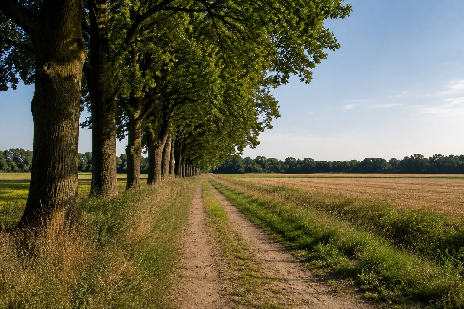 Geestlandschaft bei Langförden mit Feldweg, Eichenreihe und offenen Feldern