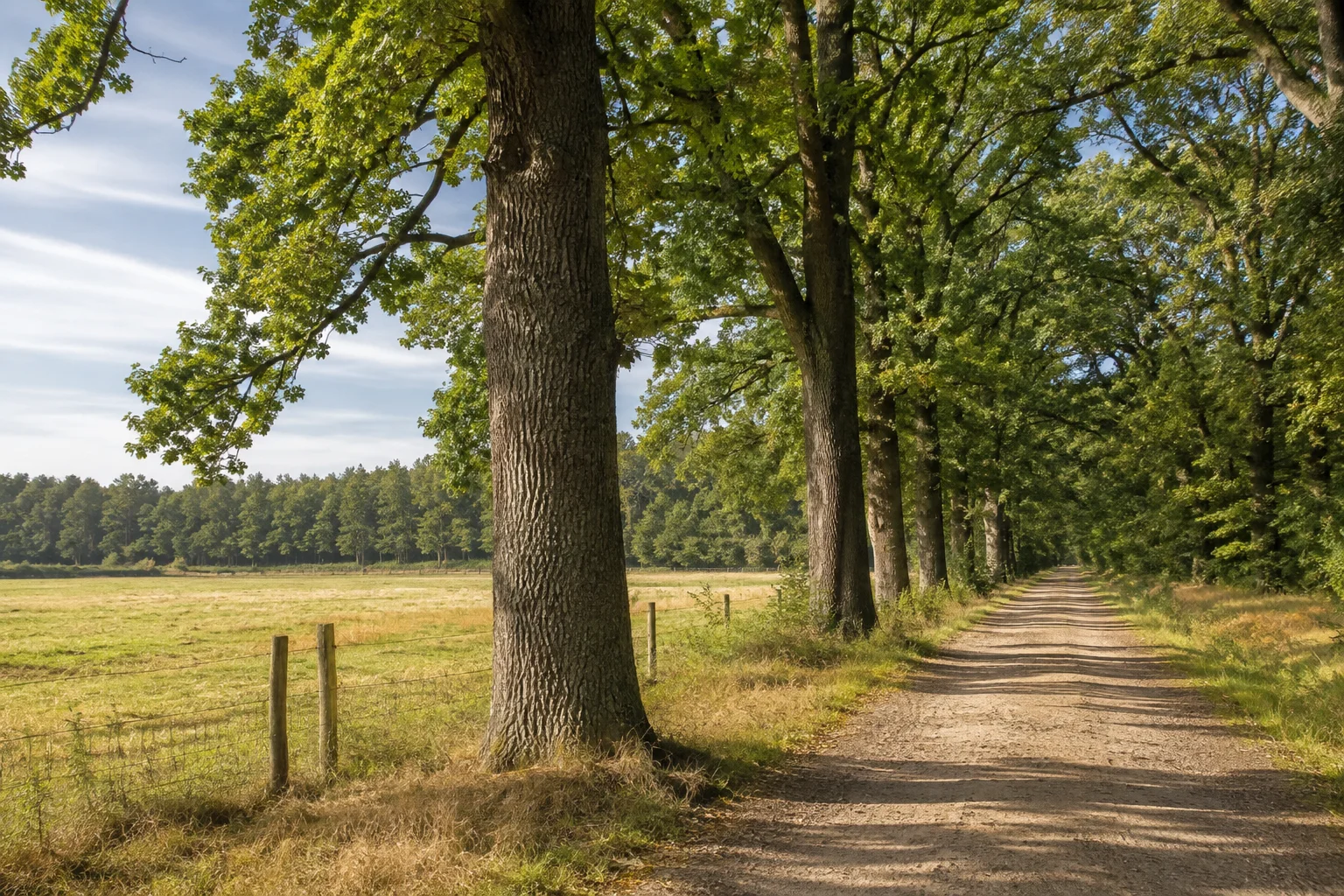 Vechta: Vechta Füchtel: Füchteler Wald mit alten Eichen und weitem Waldweg am Rand von Pferdeweiden