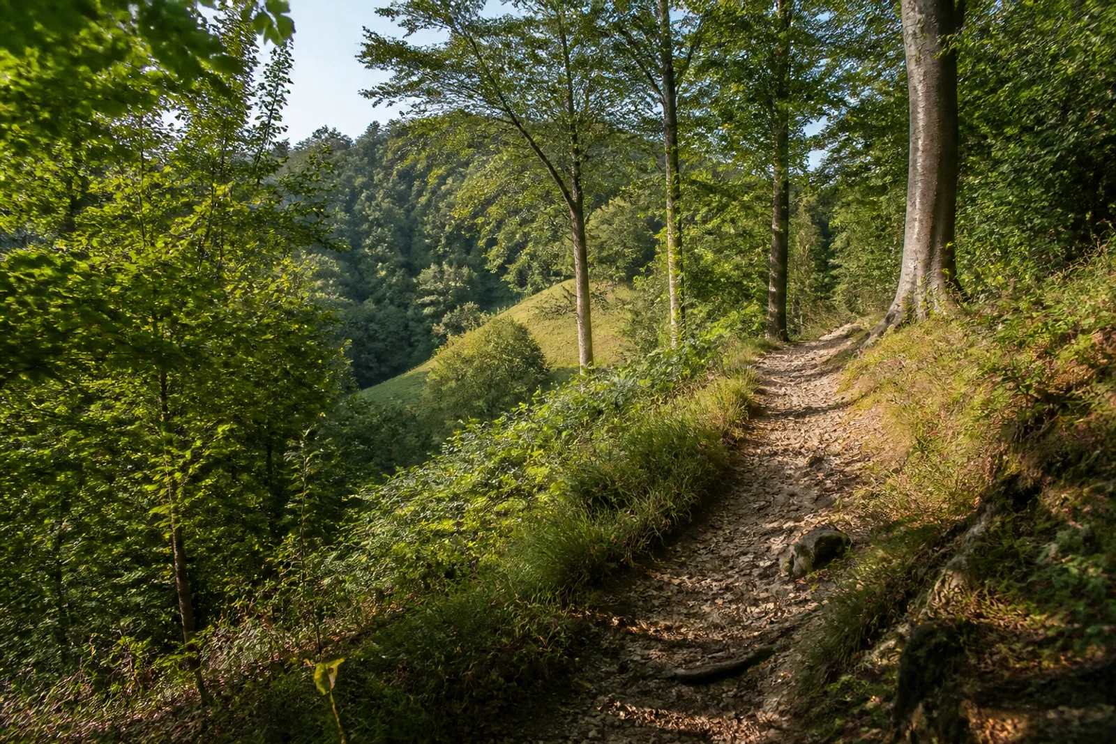 Steiler Waldpfad oberhalb eines kleinen Tals in der Elfringhauser Schweiz bei Velbert
