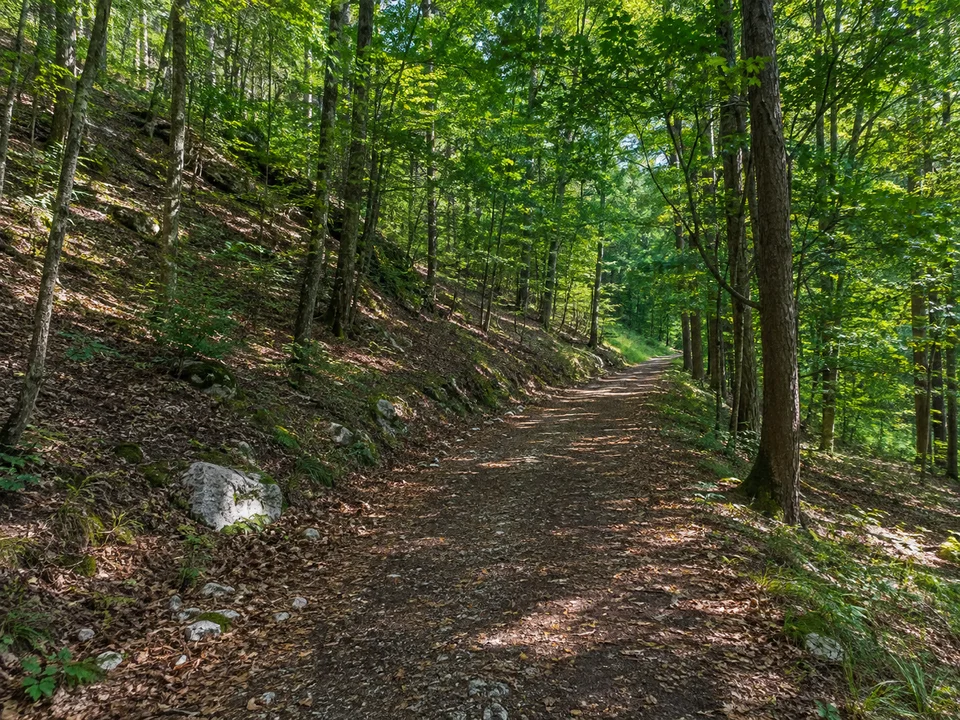 Wald bei Viehhofen: Laubmischwald auf der Hochfläche bei Viehhofen mit breitem Weg, Laubstreu und vereinzelten hellen Kalksteinen.