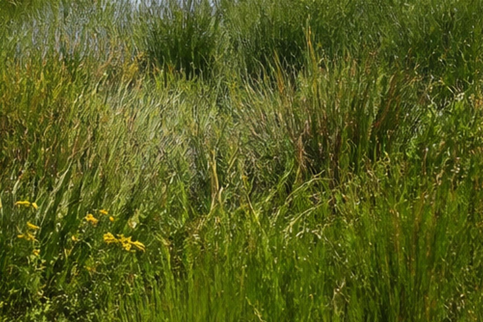 Zweiter Landschaftsraum beim Wandern in Velen