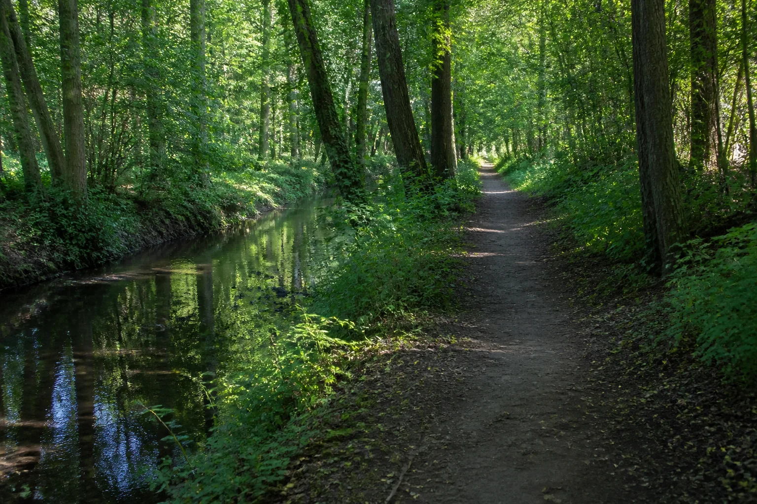 Rotbach und Laubwald bei Disternich