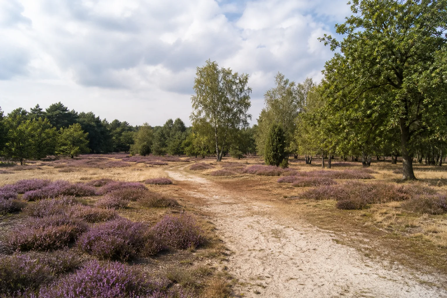 Vettweiß: Heideweg in der Drover Heide bei Vettweiß