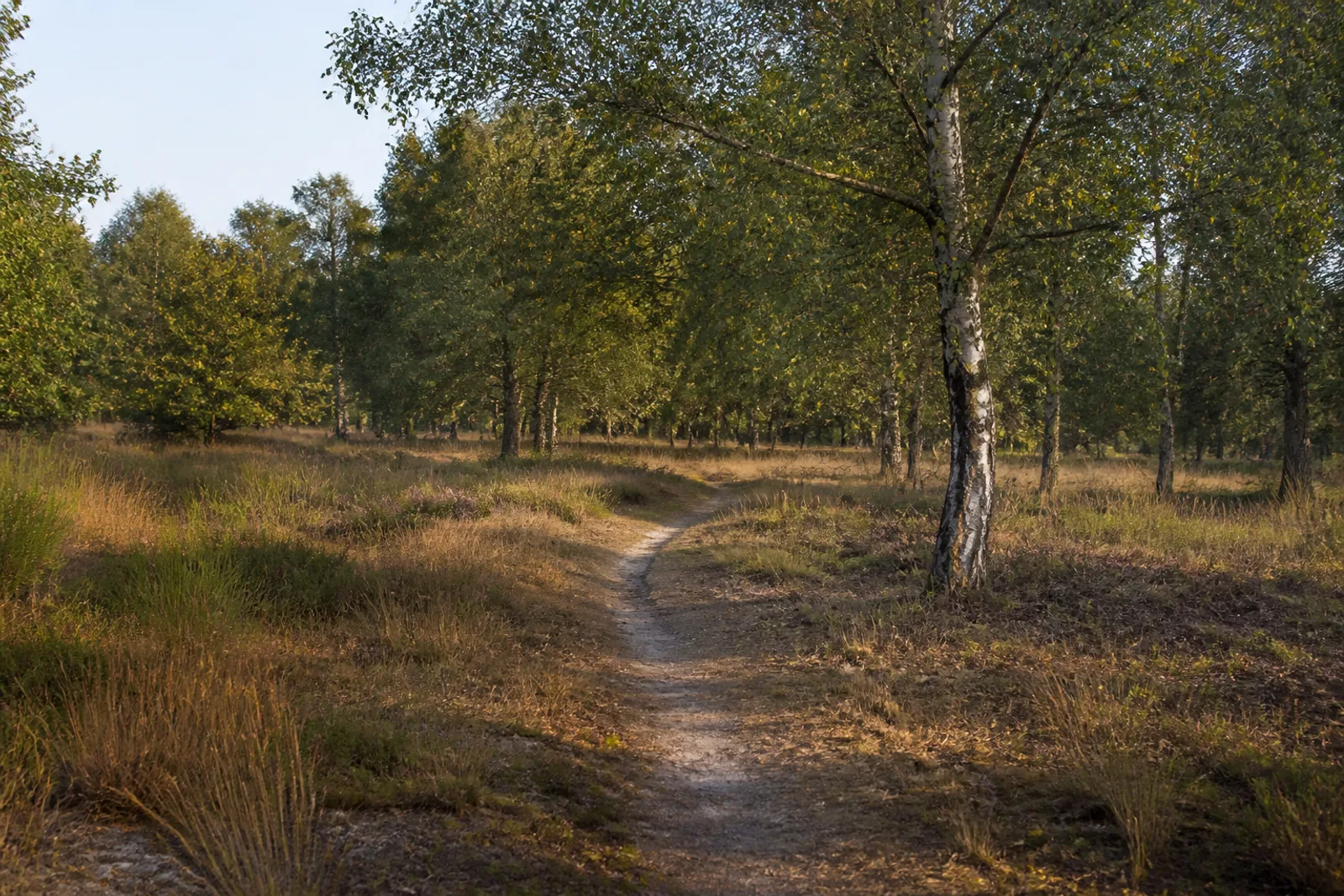Schmaler Sandpfad durch lichte Birken und Heideflächen in der Bockerter Heide bei Viersen