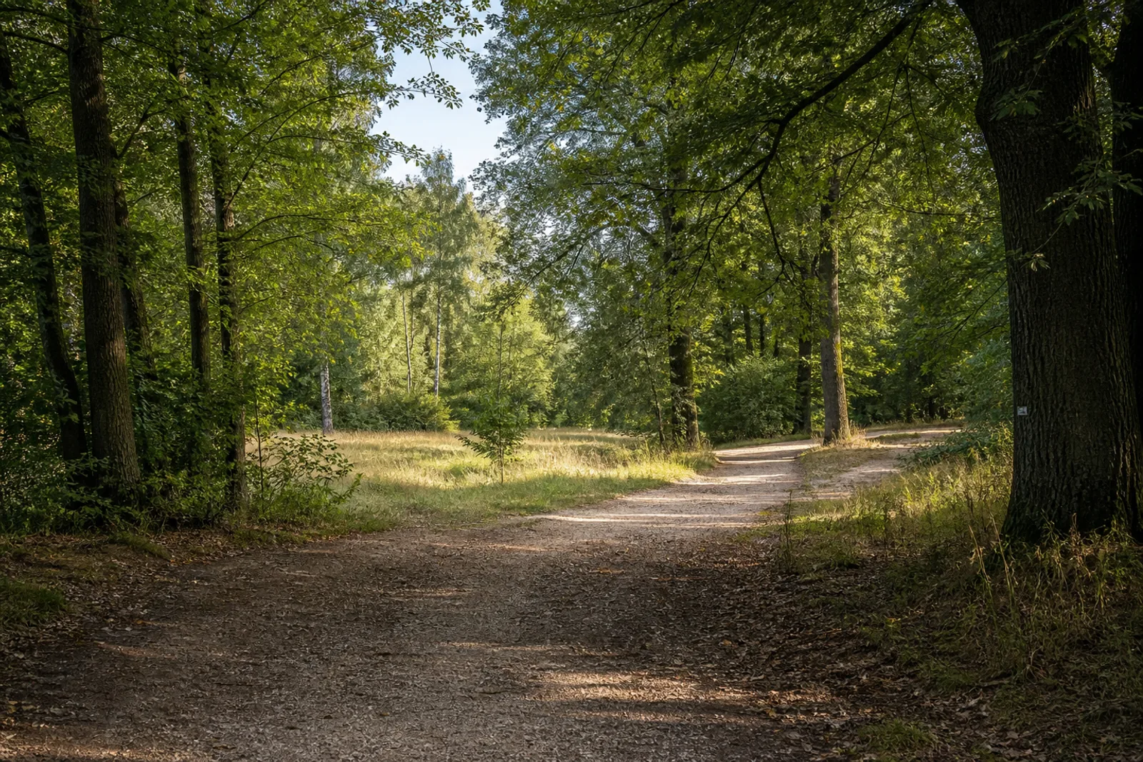 Breiter Waldweg auf den sanft ansteigenden Süchtelner Höhen in Viersen