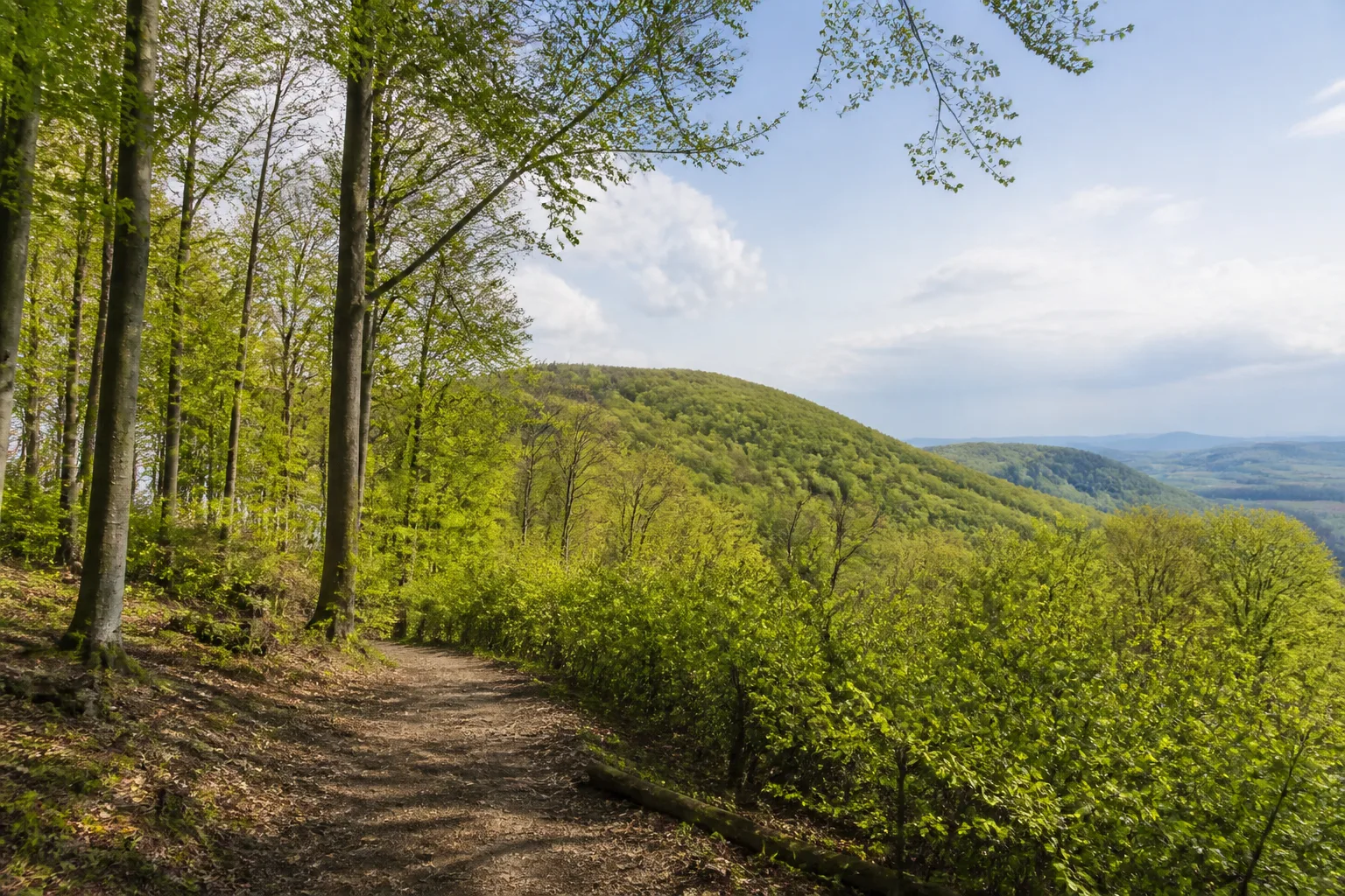 Buchenwaldweg am Bonstapel