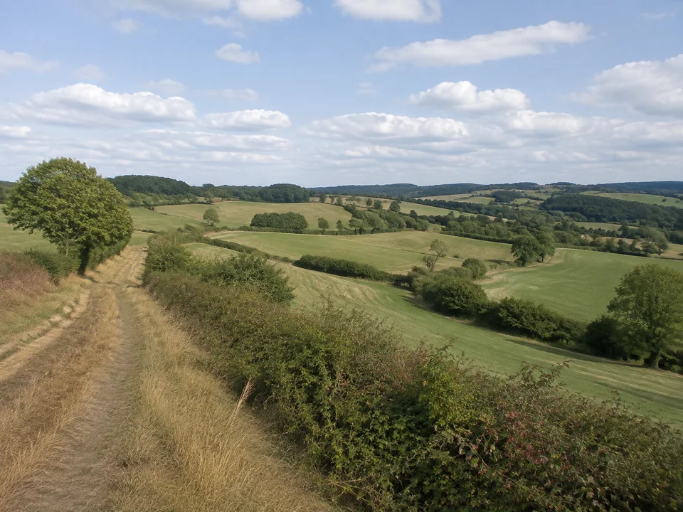 Heckenhöhen bei Ulrichstein: Weite hügelige Bergwiesen mit langen Hecken und verstreuten Laubbäumen neben einem Feldweg