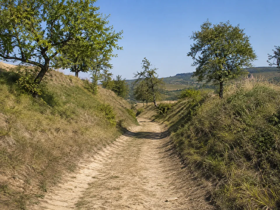 Lössweg bei Bickensohl: Heller lehmiger Hohlweg zwischen grasbewachsenen Lössböschungen mit einzelnen Obstbäumen