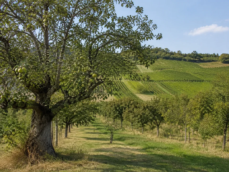 Obstfluren bei Astheim: Alter Quittenbaum am Rand kleiner Obstgärten bei Astheim, fränkischer Weinberghang im Hintergrund