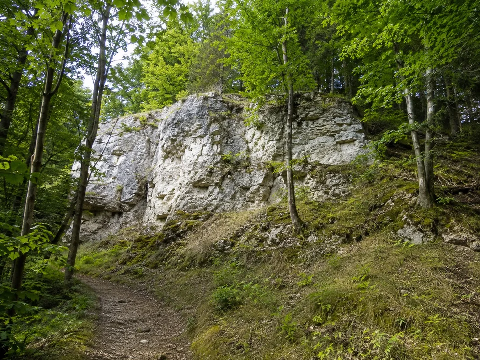 Kalkhang bei Düsselbach: Heller niedriger Kalkfels zwischen Buchen oberhalb Düsselbachs, Aufnahme vom Waldweg mit Abstand zum Felsfuß, keine Kletterer.