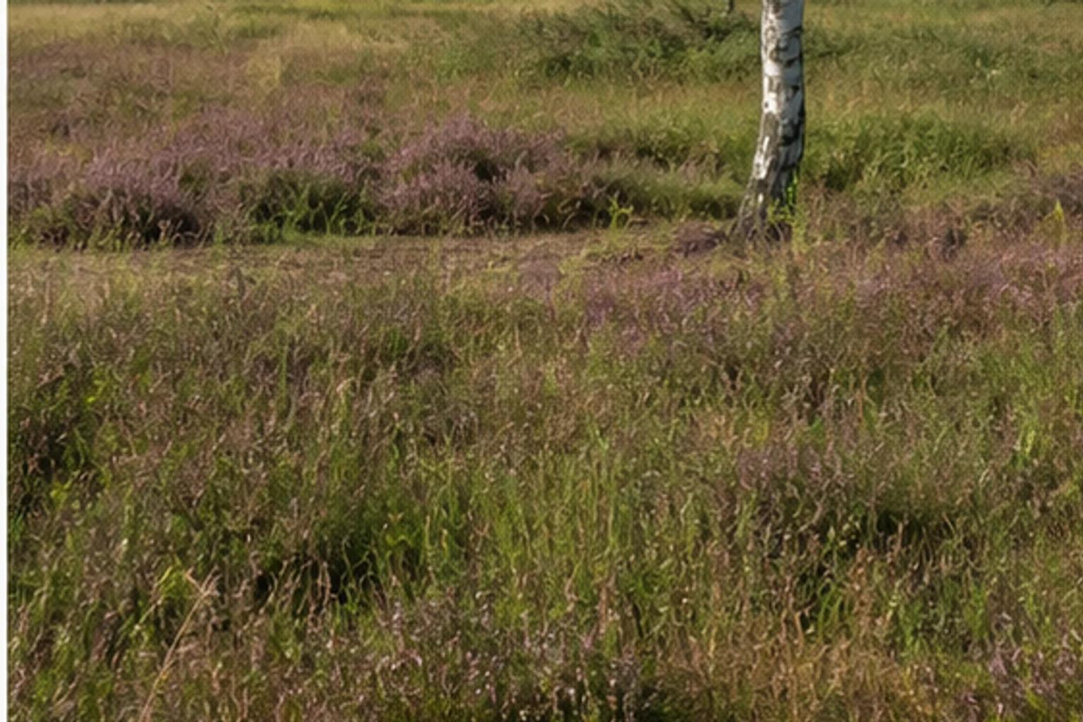 Dritter Landschaftsraum beim Wandern in Vreden