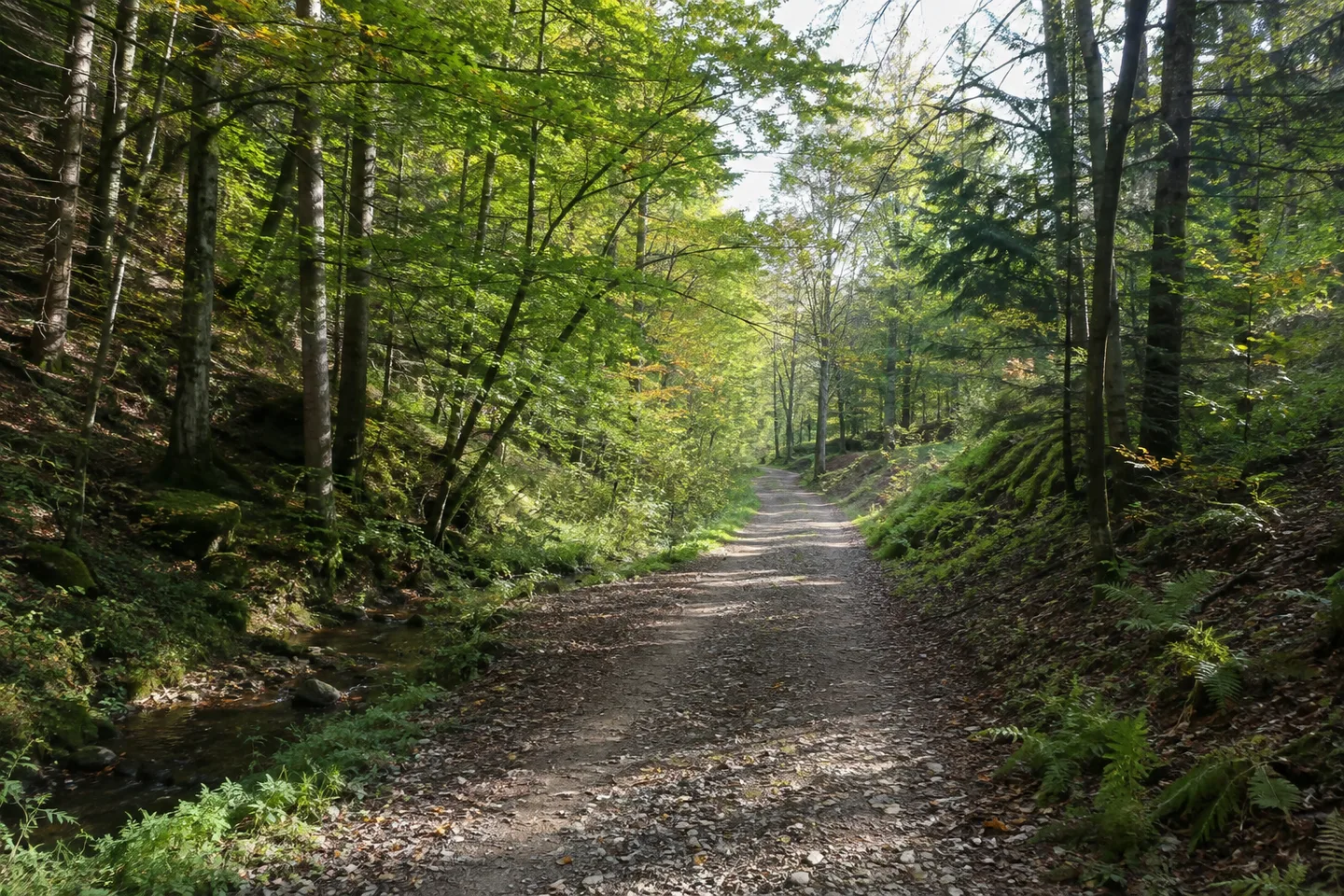 Dichter Mischwald im Pfälzerwald bei Rotsteig, breiter unbefestigter Waldweg ohne Tiergehege.