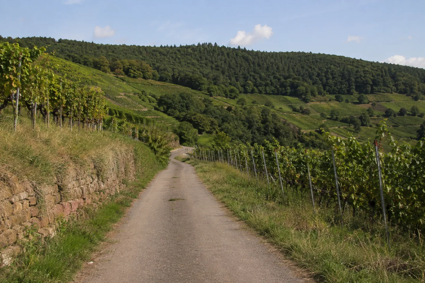 Weinberge östlich Wachenheim mit Wirtschaftsweg und bewaldetem Haardtrand in der Ferne.
