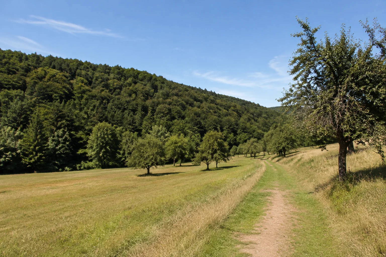 Dagstuhler Landschaft: offene Wiese am bewaldeten niedrigen Hang, Fußweg und vereinzelte Obstbäume.