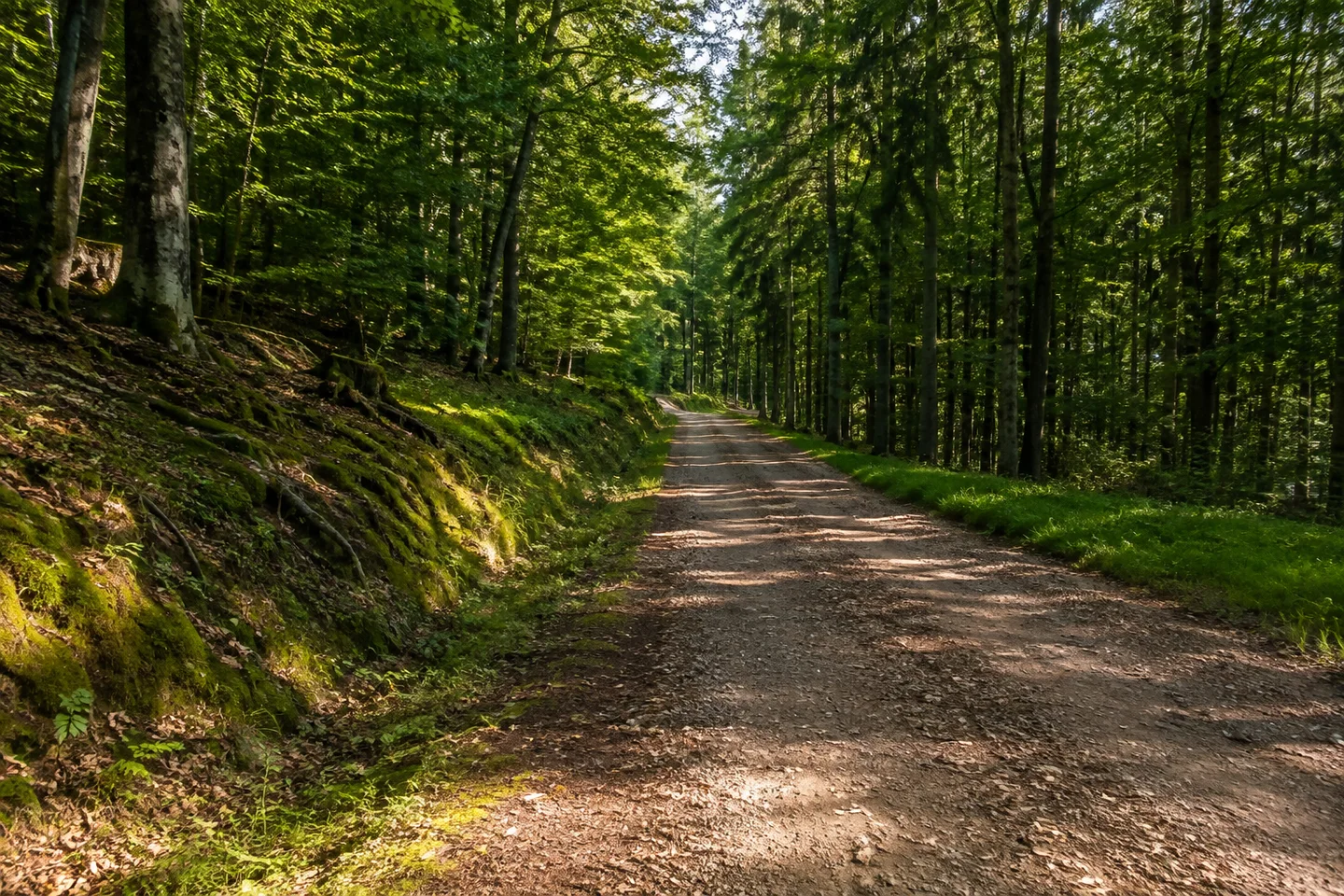 Breiter Waldweg bei Siedelsbrunn, gemischter Buchen- und Nadelwald auf einem gerundeten hohen Odenwaldrücken, moosiger Wegrand und Lichtflecken.