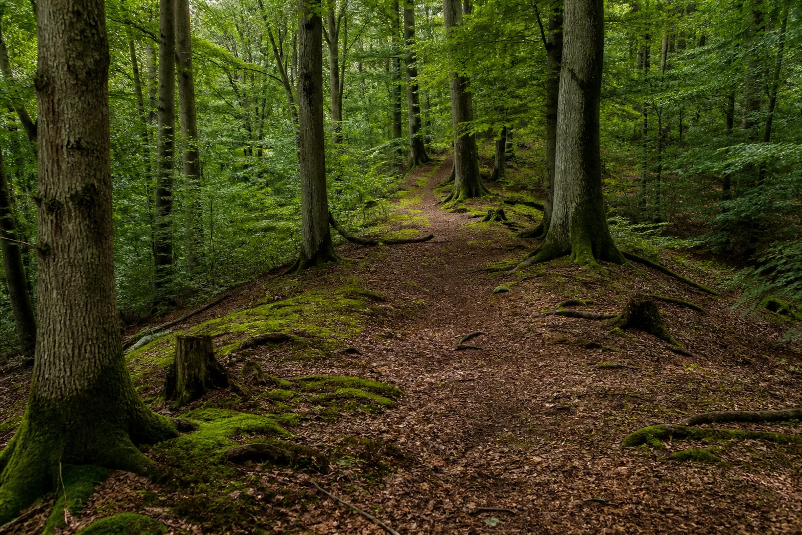 Wanderweg im Wald bei Waldbröl