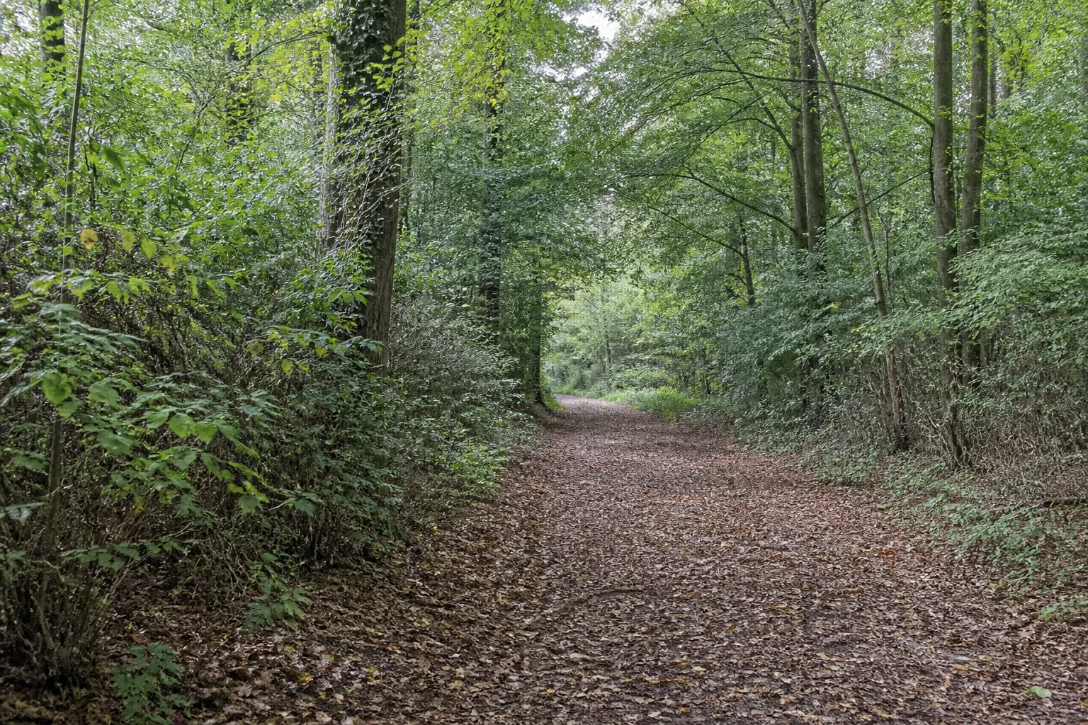 Laubwaldweg bei Brüggelchen