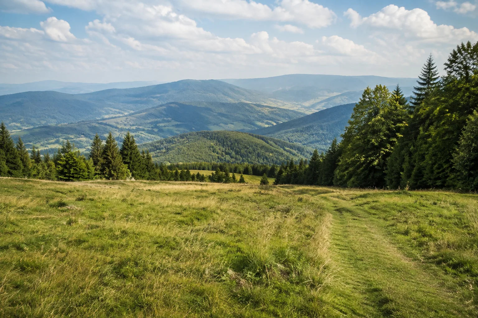 Oberfrauenwald: offene Hochlagenwiese am Rand dichter Fichten- und Mischwälder