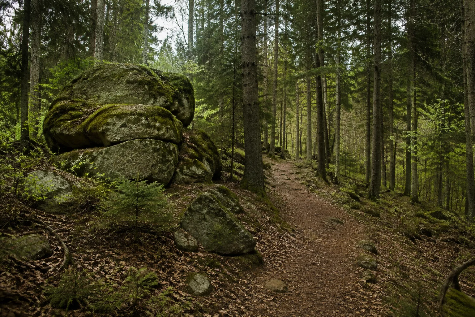 Untergrafenried: stiller Waldweg mit Granitspuren nahe der Grenze