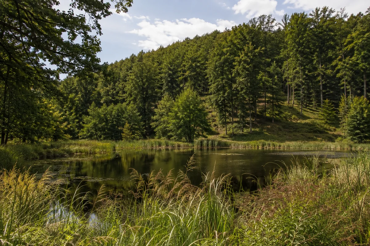 Walkenried: Kleine historische Teichlandschaft bei Walkenried, dunkles Wasser, Röhricht und Buchenwald auf niedrigen Gipskarsthügeln