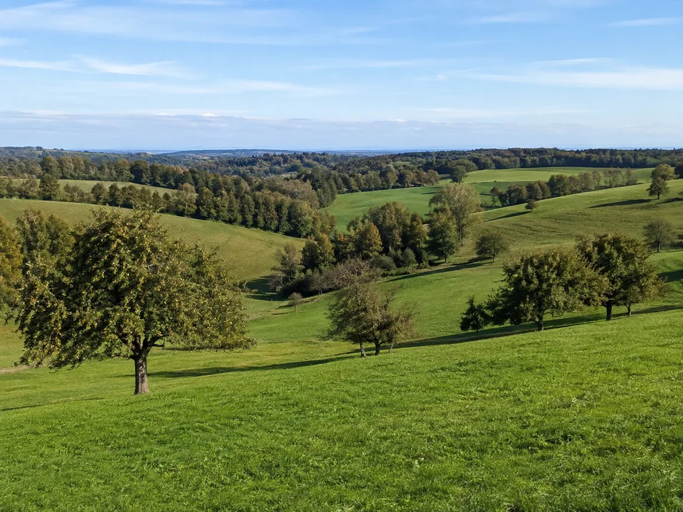Deuchelrieder Höhen: Grüne sanfte Wiesenhügel mit einzelnen Obstbäumen und verstreuten kleinen Waldflächen, keine nahen Alpen