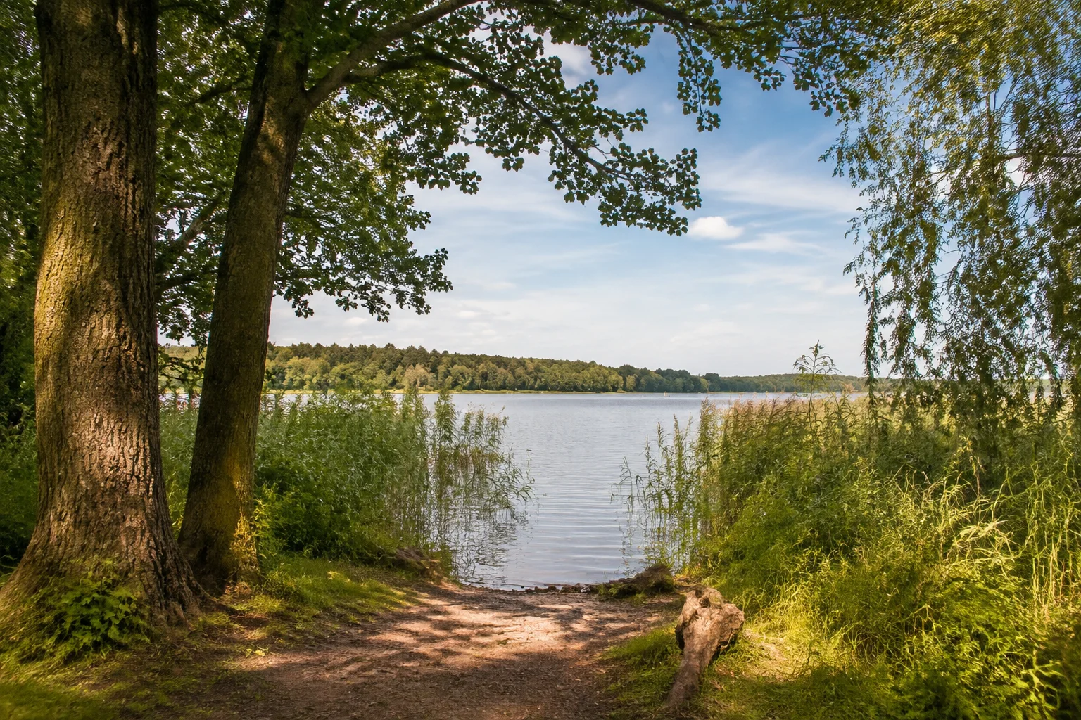 Dörflicher Seezugang mit Schilf und alten Laubbäumen.