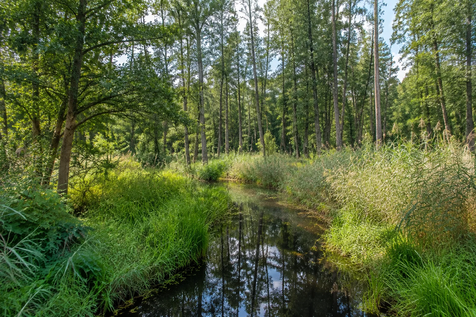Feuchte Niederung mit Wasserlauf und Erlen.