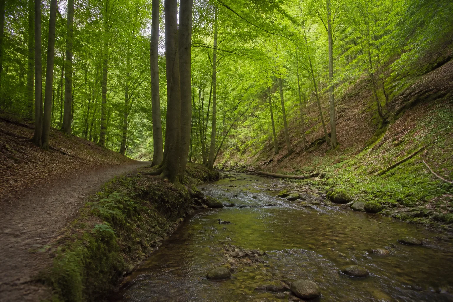 Waldpfad im Hammerbachtal bei Hardehausen