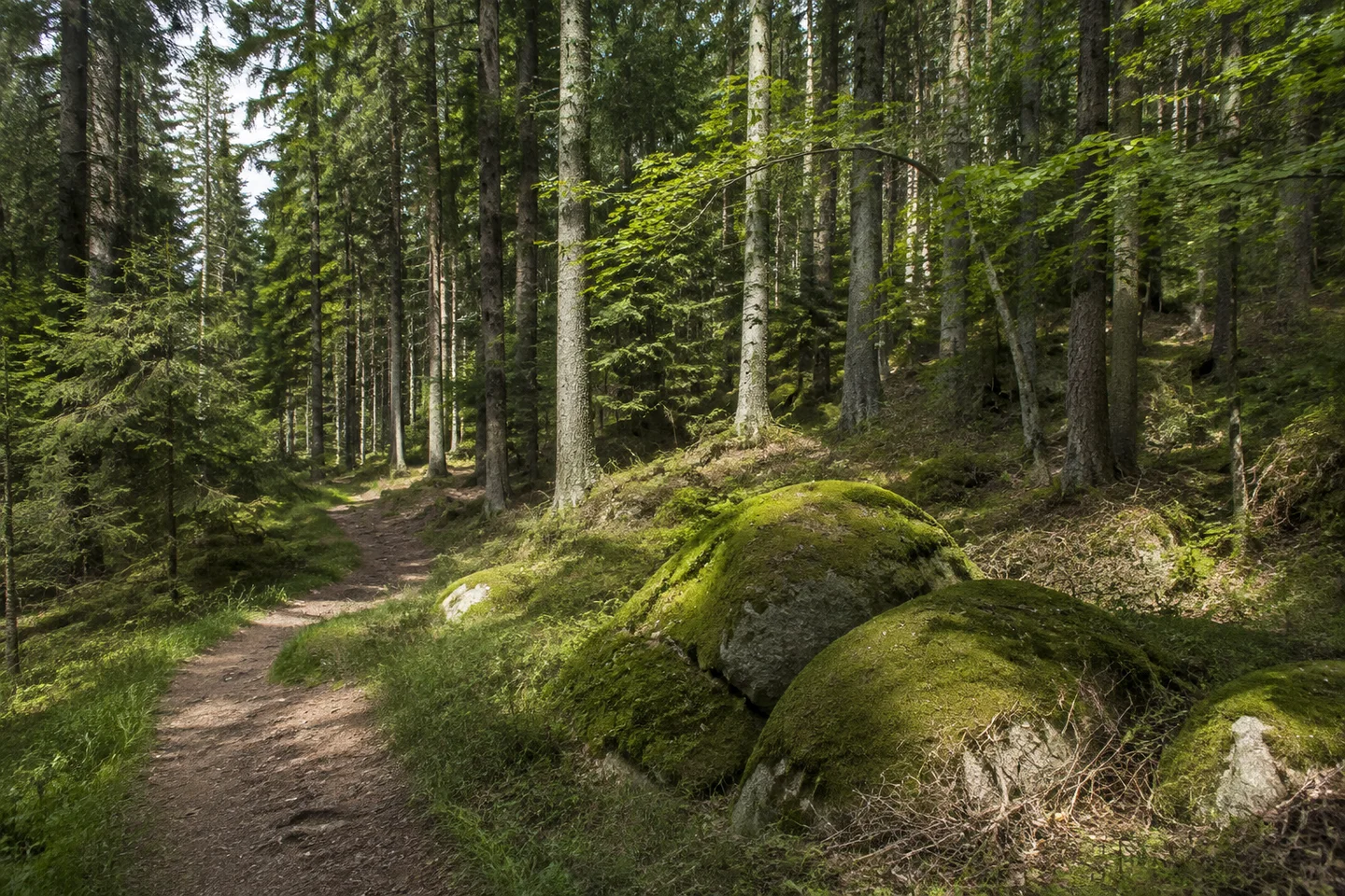 Waldweg am südlichen Ochsenkopffuß bei Fleckl, Fichten, einige Buchen, moosige gerundete Granitblöcke, keinerlei Gipfel, Pisten oder Seilbahn.