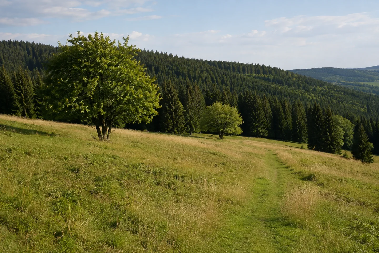 Offene Hangwiese bei Grassemann im Fichtelgebirge, grasiger Pfad und einzelne Laubbäume vor dichtem Fichtenwald, sanfte Mittelgebirgshöhe ohne Alpenrelief.