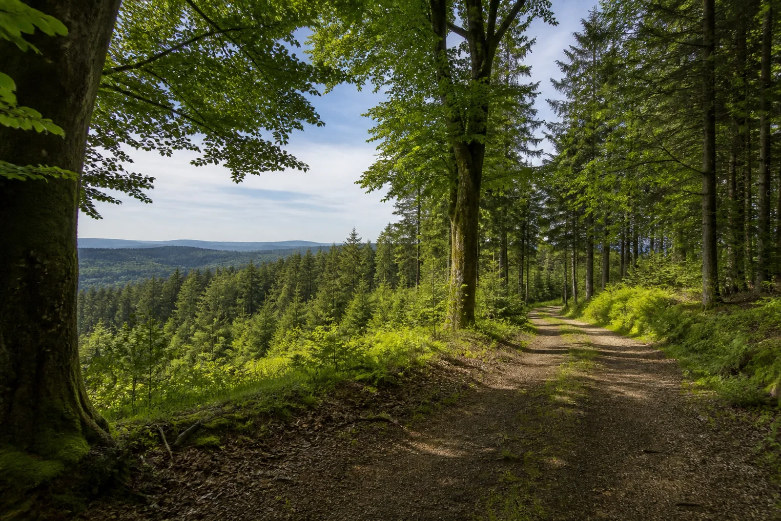 Breiter Waldweg auf einer Höhe nahe dem Lörmecketurm bei Warstein