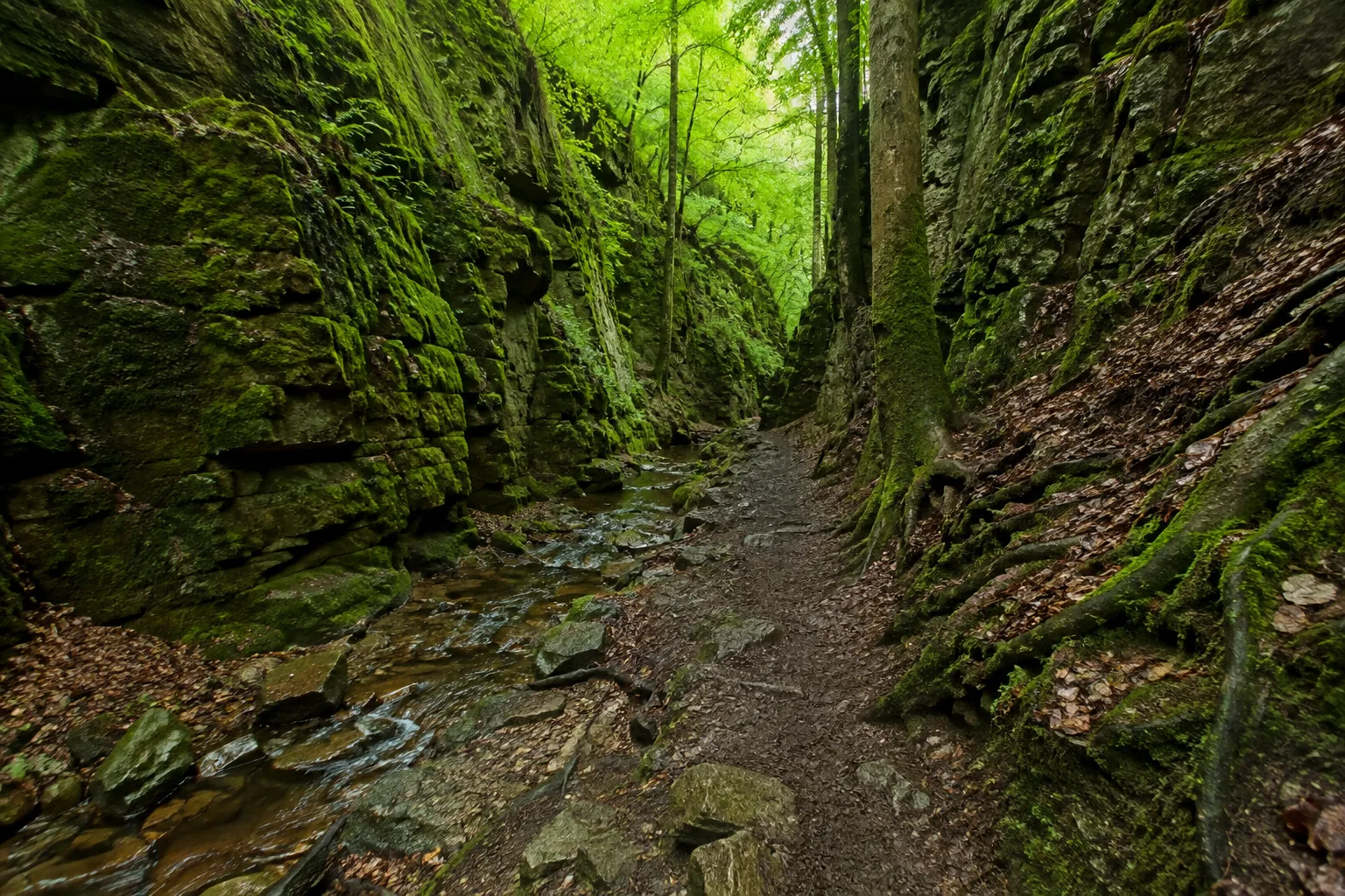 Landgrafenschlucht: moosiger Felsweg in schmalem Waldtal