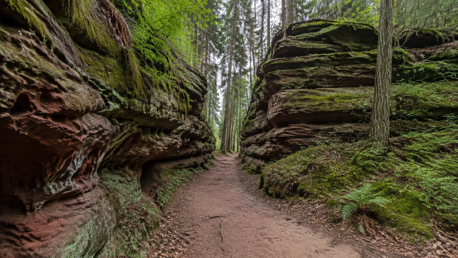 Wasgau-Wald: Mischwaldpfad auf Sandsteinboden