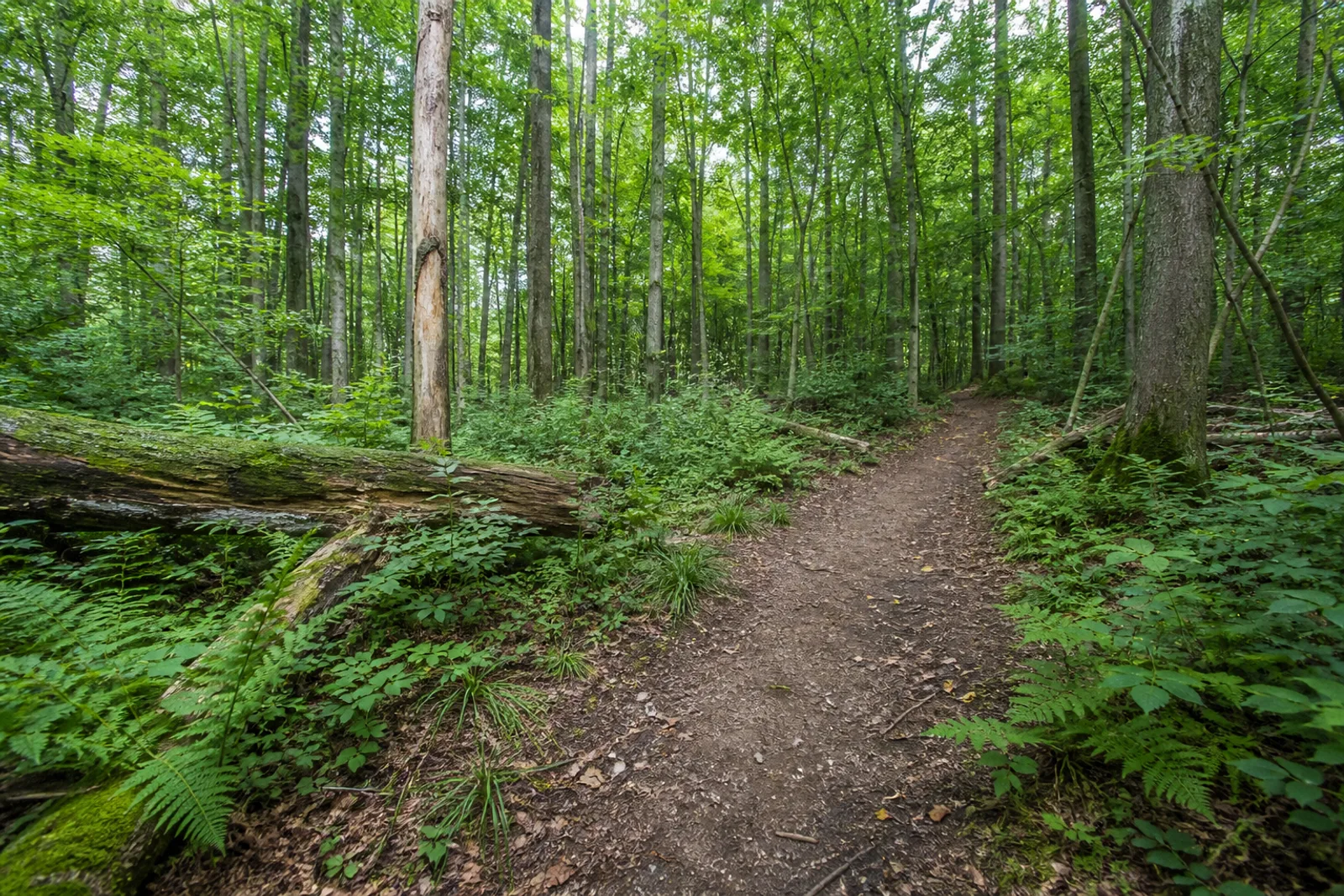 naturnaher Bruchwald bei Birgelen