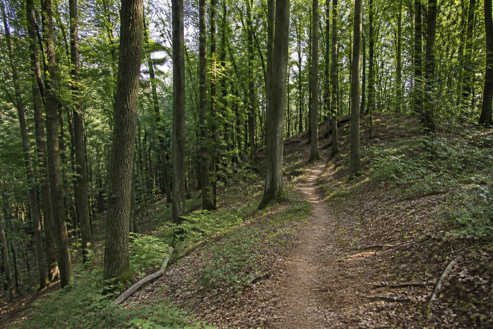 Wassenberg: hügeliger Waldpfad in der Myhler Schweiz