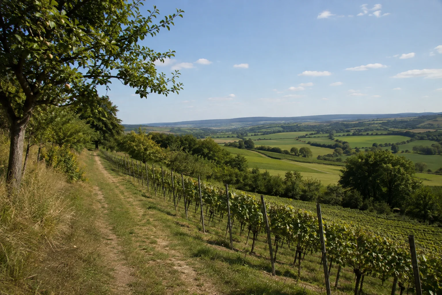 Elpersheimer Weinlandschaft: Weg am Rand geordneter Rebreihen mit Obstbäumen und sanftem grünem Talblick.