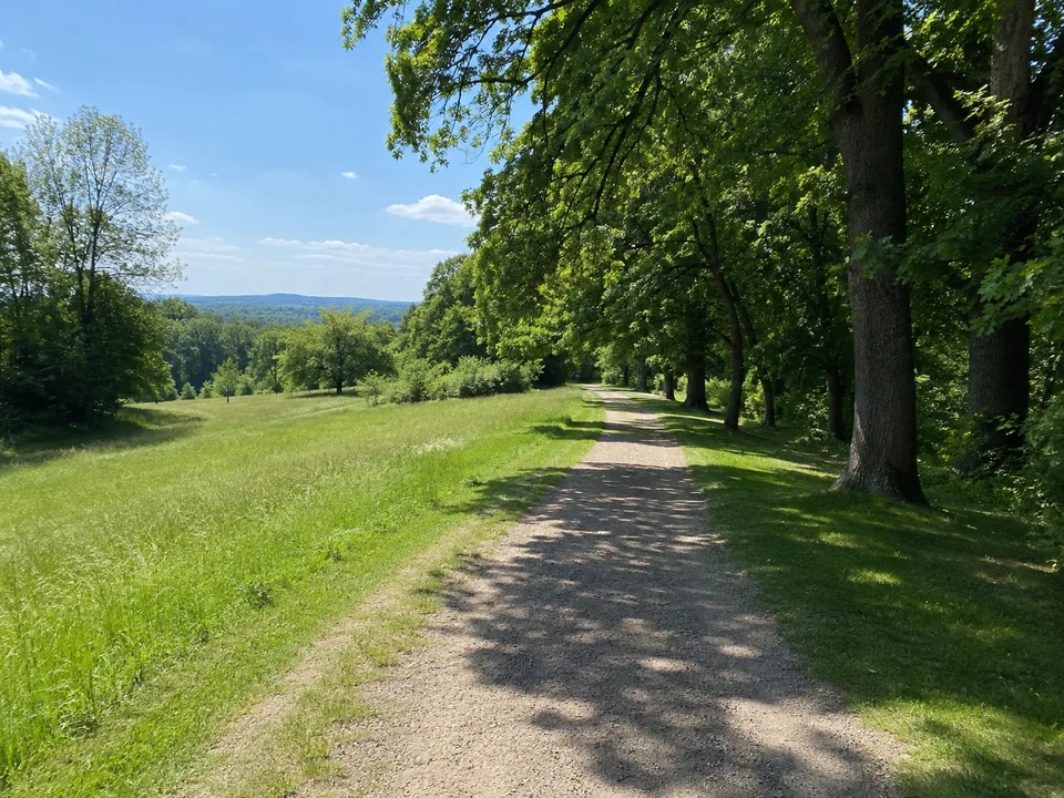 Parkhang bei Belvedere: Sanft ansteigender gepflegter Parkweg zwischen alten Laubbäumen und offenen Wiesen ohne erfundene Bauwerke