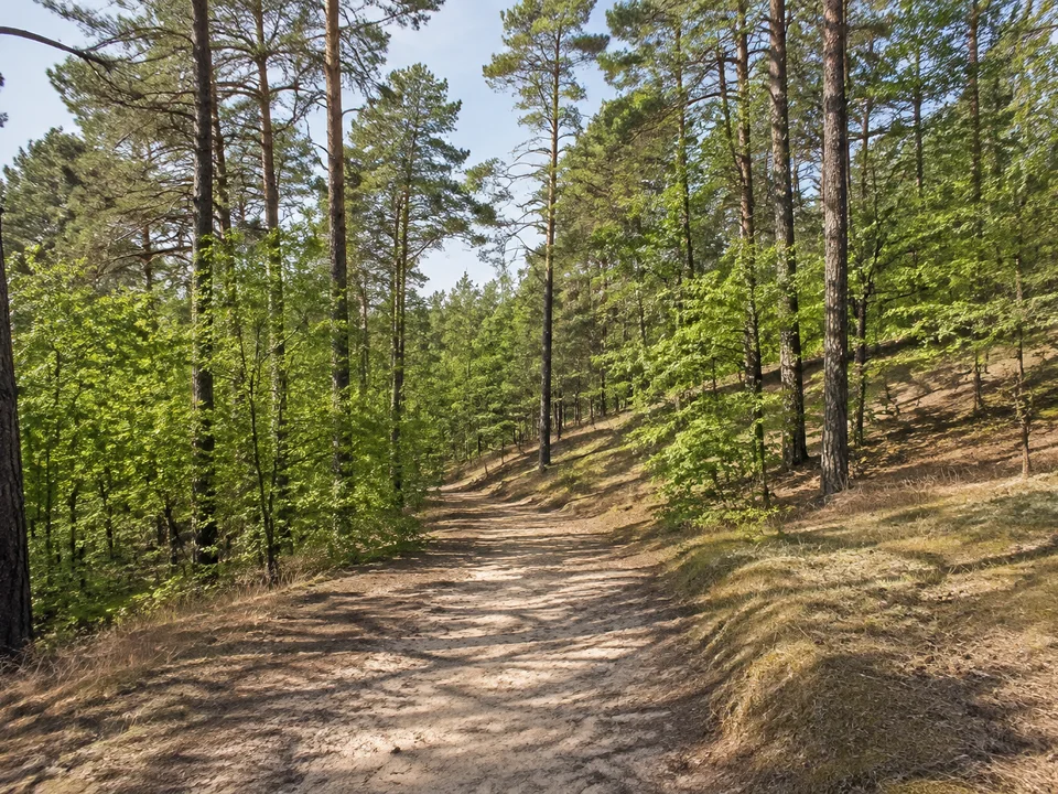 Friedewald bei Weinböhla: heller sandiger Waldweg unter Kiefern und jungen Laubbäumen auf sanftem Hang