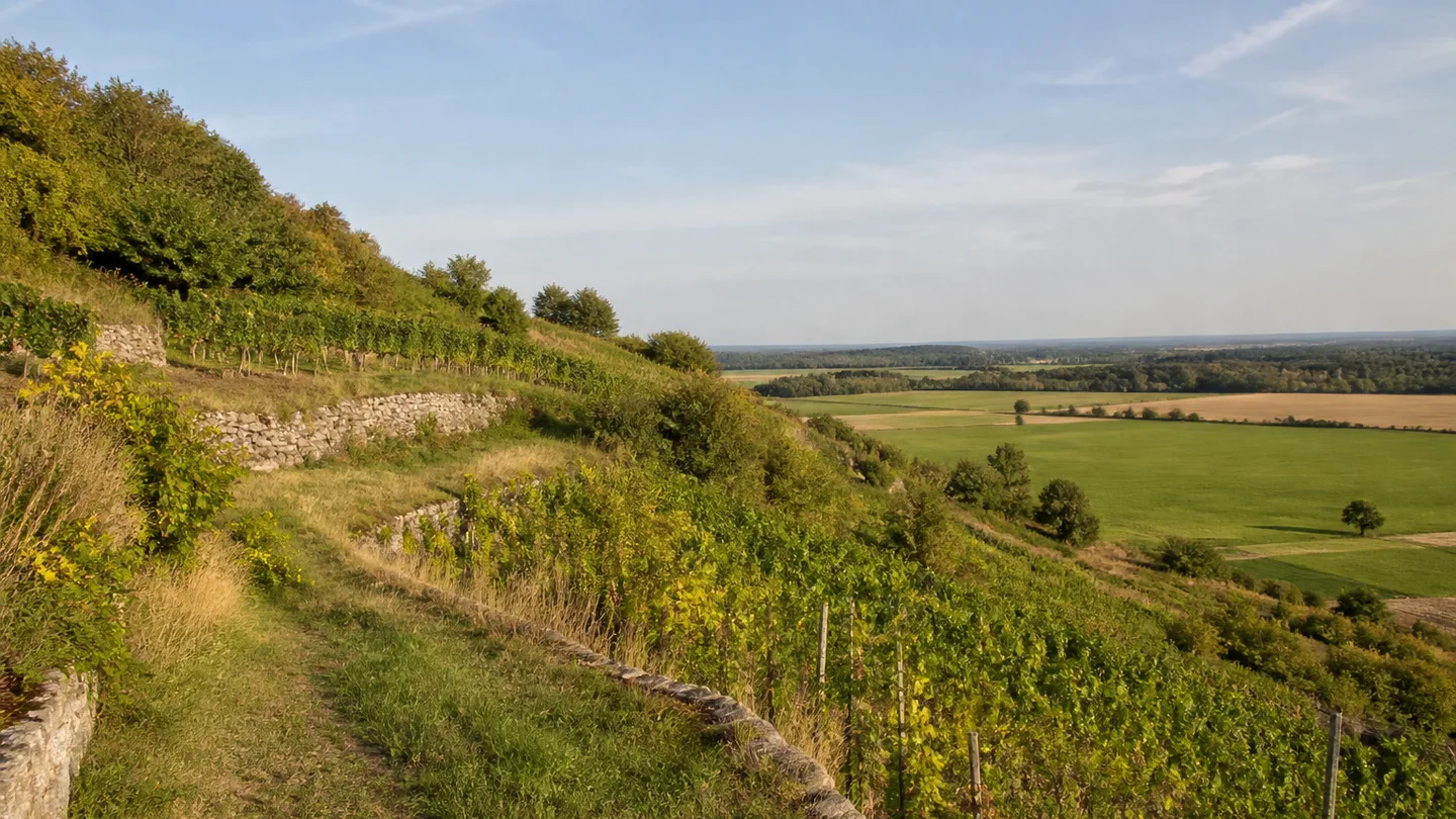 Weinböhla: Weinböhlaer Höhen: niedrige sonnige Rebhänge mit kleinen Terrassen und Blick über eine weite flache Feldlandschaft