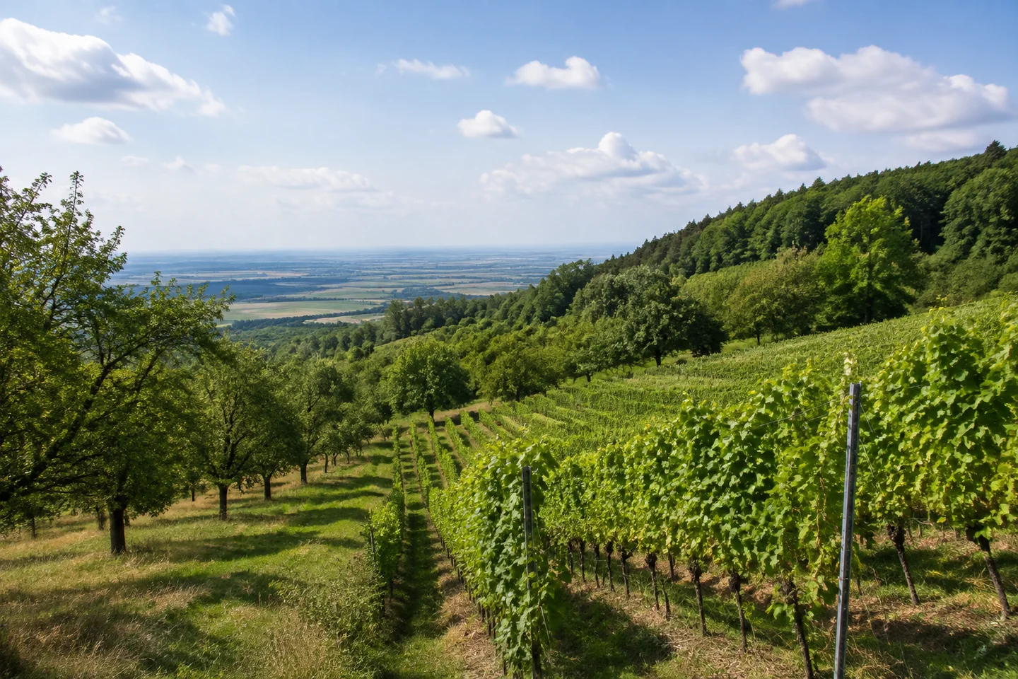 Blick über niedrigere grüne Rebzeilen bei Hohensachsen zur weitgehend flachen Rheinebene, Obstbäume am Rand und sanft ansteigender Laubwald.
