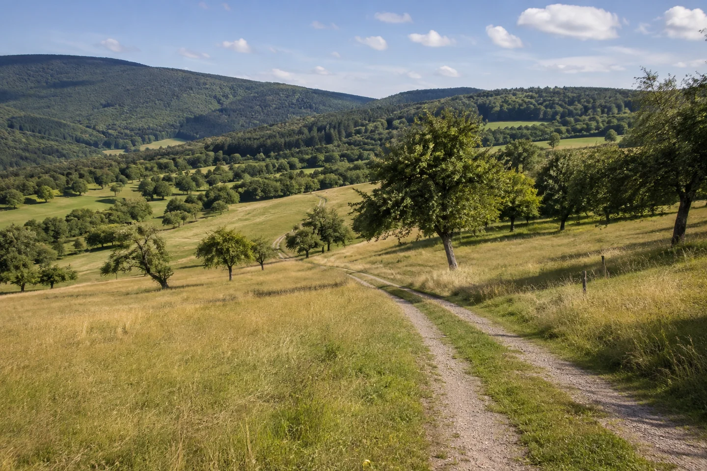 Offene Hangwiese im kristallinen Odenwald bei Oberflockenbach, sanft gewundener Feldweg, Streuobst und zusammenhängende bewaldete Kuppen.