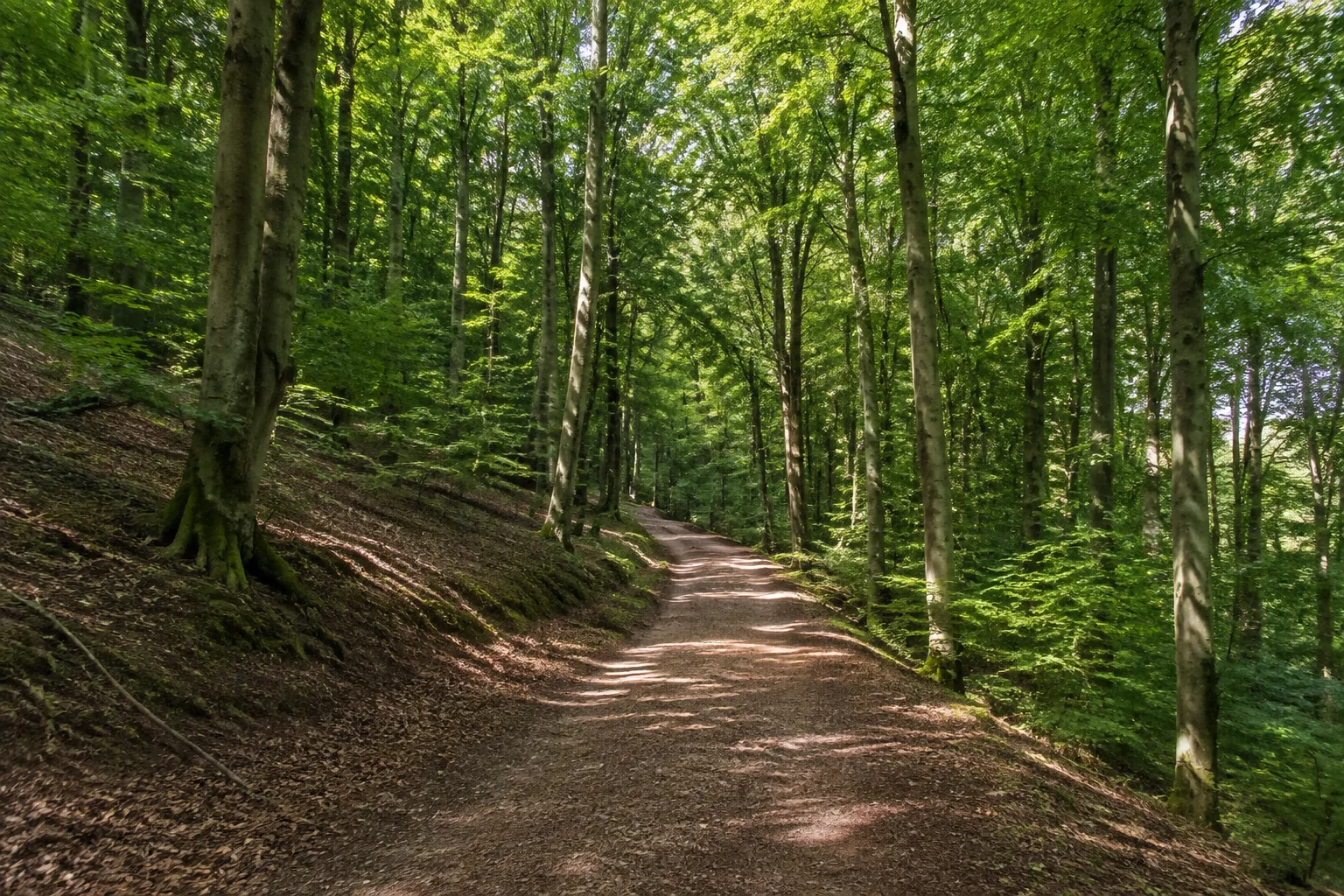 Weiskirchen: Weiskirchen: Weiskircher Hochwald: breiter natürlicher Weg durch hohe Buchen mit grünem Unterwuchs und sanftem Geländerelief.