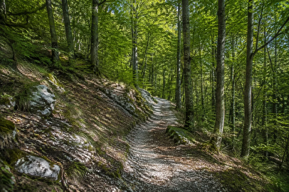 Weißenburg in Bayern: Buchenreicher Wald am Albrand bei Weißenburg mit sanft ansteigendem kalkigem Wanderweg und dichtem grünem Kronendach.