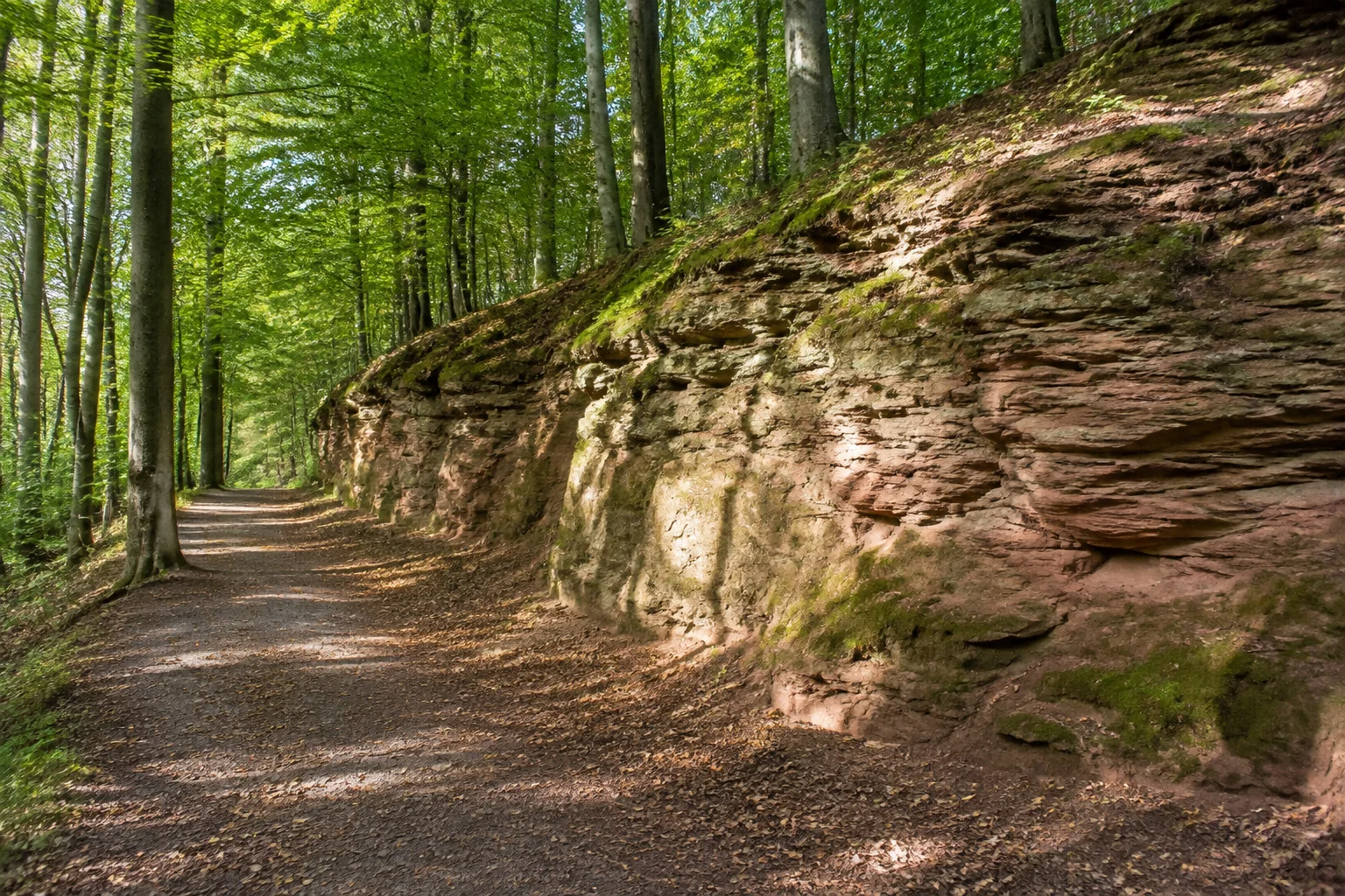Hofweiler Sandsteinwald: breiter Fußweg unter Buchen neben niedrigen gelblich roten Sandsteinwänden, keine Höhlenöffnung.