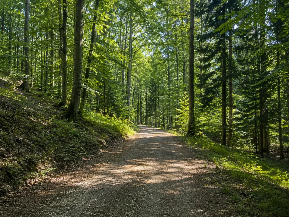 Wald bei Breitenfürst: Breiter ebener Waldweg durch hohen Buchen-Tannenwald ohne Schlucht oder Wasserfall