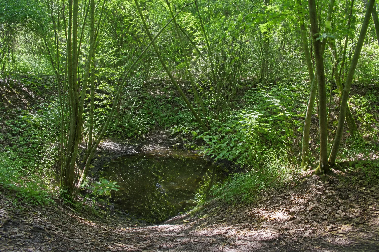 Bewaldete ehemalige Tongruben mit kleinen Seen und steilen Hängen.